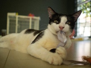 Shamu - Domestic Short Hair Cat