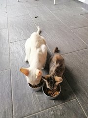 Cat and kitten - 1st day 