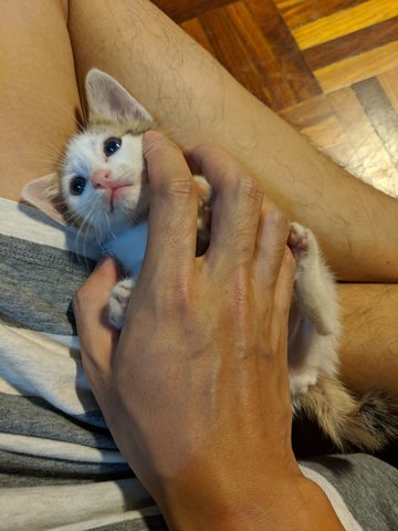 Bibi - Domestic Medium Hair Cat