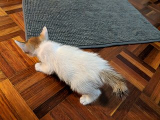 Bibi - Domestic Medium Hair Cat