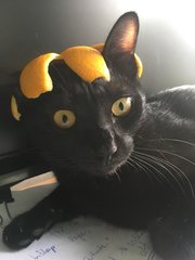 Jasper - Bombay Cat