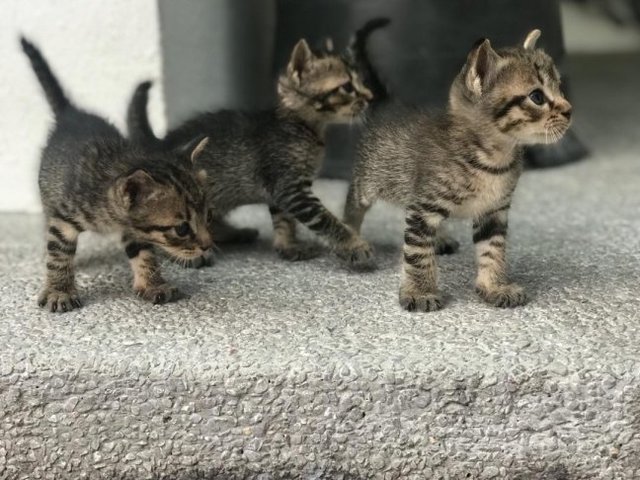 Blossom, Buttercup And Bubbles - Tabby Cat