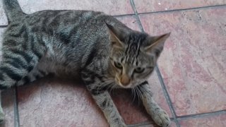 Patches - Bengal Cat