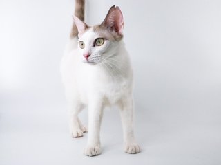 Tia-nala - Domestic Short Hair Cat