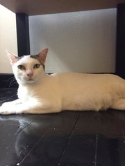 Putih - Domestic Short Hair Cat