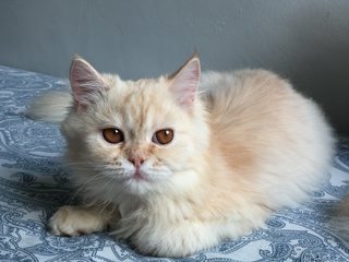 Betty - Persian + Domestic Long Hair Cat