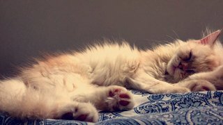 Betty - Persian + Domestic Long Hair Cat