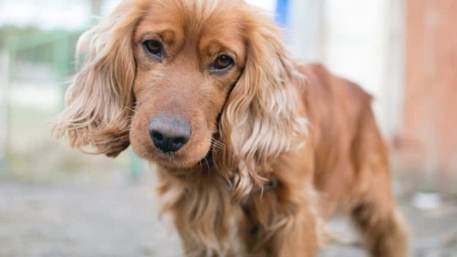 Tag - Cocker Spaniel Dog