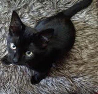 Blackberry  - Domestic Short Hair Cat