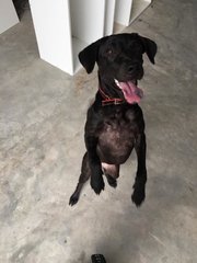 Black - Mixed Breed Dog