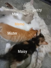 Jazzy and her 4 furballs