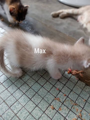 Jazzy, Memo, Max, Maisy, Mister - Domestic Medium Hair + Domestic Short Hair Cat