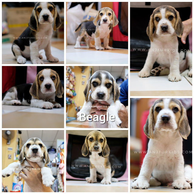 Quality Male Beagle Puppi2es - Beagle Dog