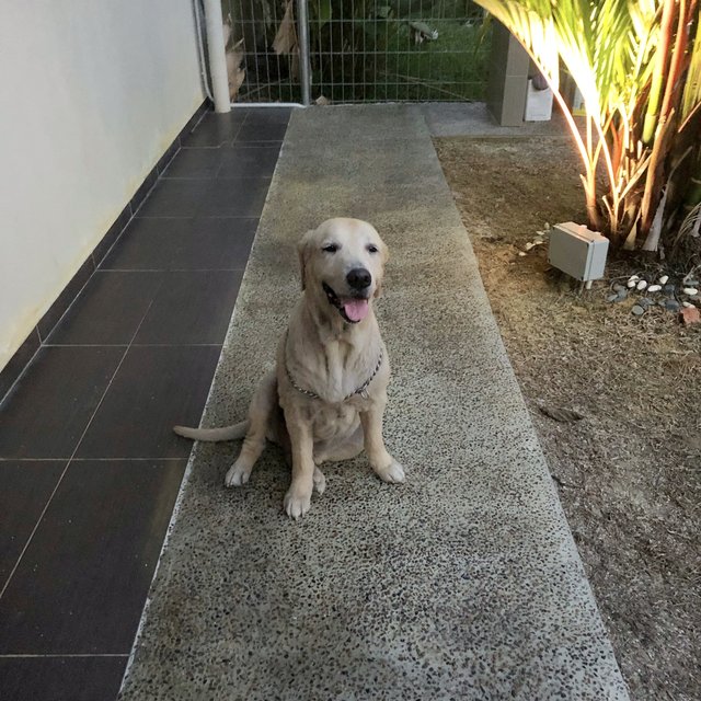 Kiki - Golden Retriever Dog
