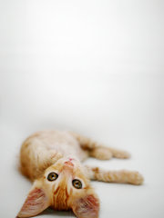 Ginger - Domestic Short Hair + Tabby Cat