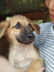 Brownie Girl - Mixed Breed Dog