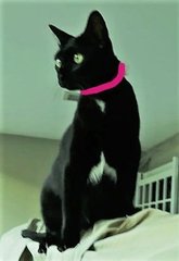 Daisy Black Cat With Pink Collar - Domestic Medium Hair Cat