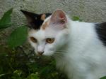 Comel - Domestic Medium Hair Cat
