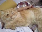 Cj Taby Boy - Persian Cat
