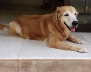 Barley - Golden Retriever Dog