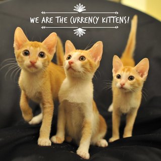 The Currency Kittens! Lira &amp; Peso - Domestic Short Hair Cat