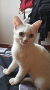 White Junior Cat, Female - Oriental Short Hair Cat