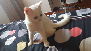 White Junior Cat, Female - Oriental Short Hair Cat