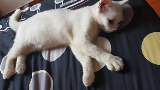 White Junior Cat, Female - Oriental Short Hair Cat