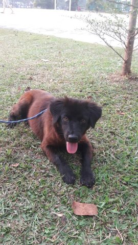 Oscar - Mixed Breed Dog