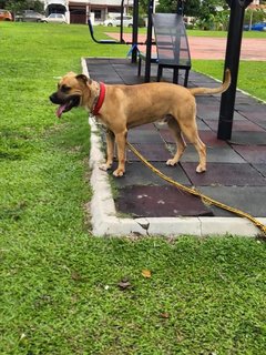 Salvador - Mastiff Mix Dog