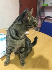 Awan - Domestic Short Hair + Tabby Cat