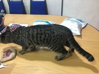 Awan - Domestic Short Hair + Tabby Cat