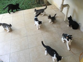 Kittens 1  - Abyssinian Cat