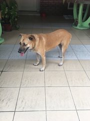 Bella - Mixed Breed Dog