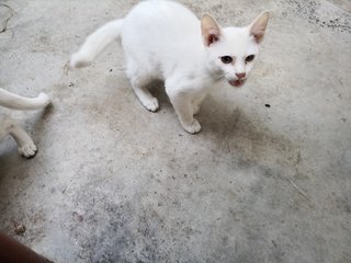 Snowy - Persian + Domestic Short Hair Cat