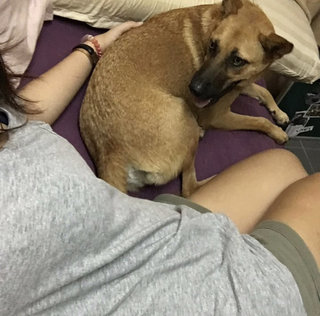 Beauty - Mixed Breed Dog