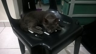 Nico - Domestic Short Hair Cat