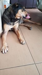 Tobie - Rottweiler + Terrier Dog