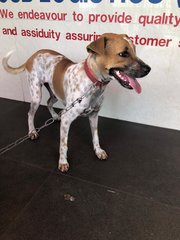 Fredericca (Spayed) - Jack Russell Terrier Mix Dog