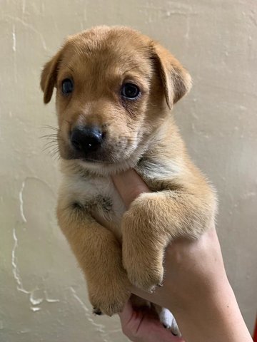 Coffee - Mixed Breed Dog