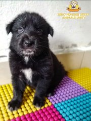 Adoption - Mixed Breed Dog