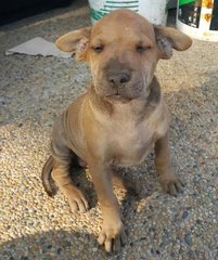 Annie - Rottweiler Mix Dog