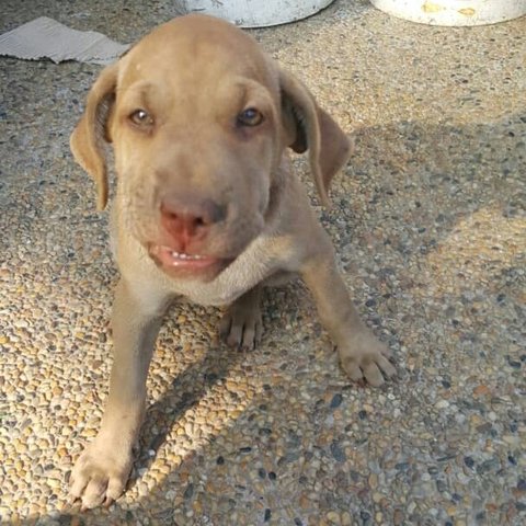 Lennie - Rottweiler Mix Dog