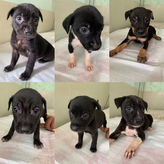 Puppy mania in the house ! 6 cute , adorable and active female 