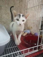 Chebi - Domestic Short Hair Cat