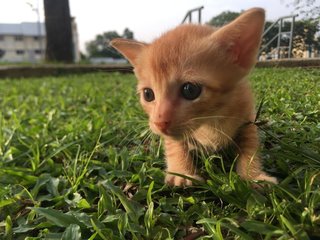 Poopy - Domestic Short Hair Cat