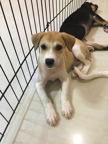 ❤️✨ 🍔 Burger 🍔 ✨❤️ Toilet Trained - Beagle Mix Dog