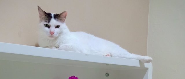 Ollie - Domestic Medium Hair Cat