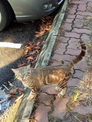 Stray Cat - American Shorthair Cat
