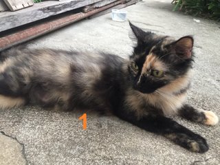 Meow1 - Domestic Long Hair + Tortoiseshell Cat